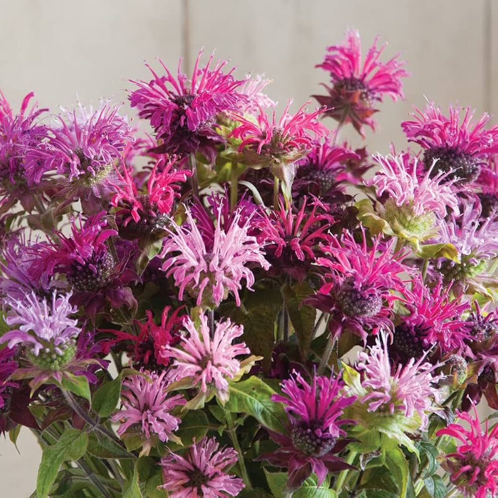 Mixed Monarda Flower Seeds – Heirloom, Non-GMO, High Germination Seeds