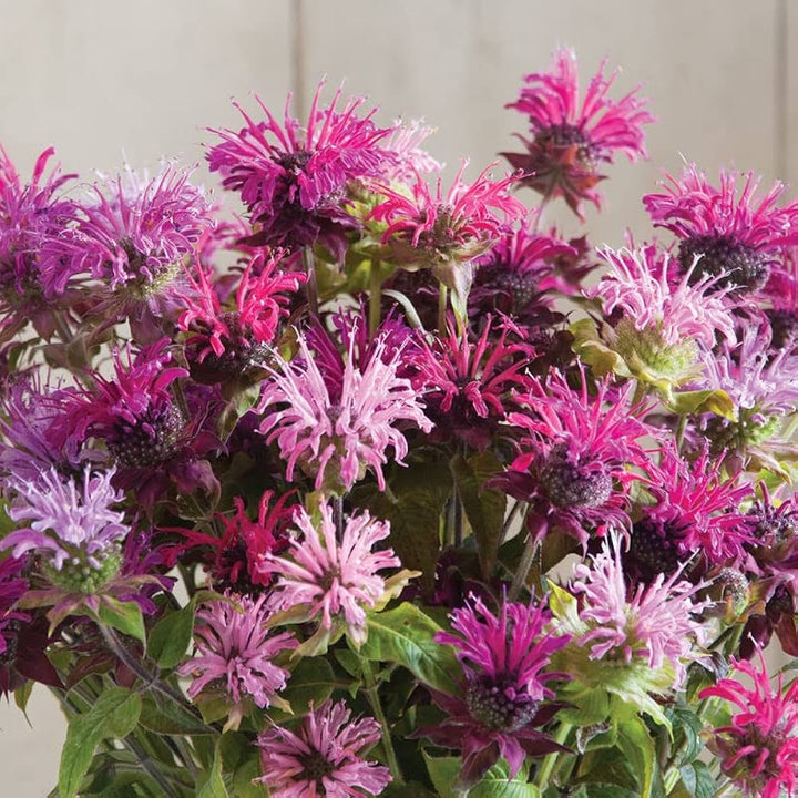 Mixed Monarda Flower Seeds – Heirloom, Non-GMO, High Germination Seeds