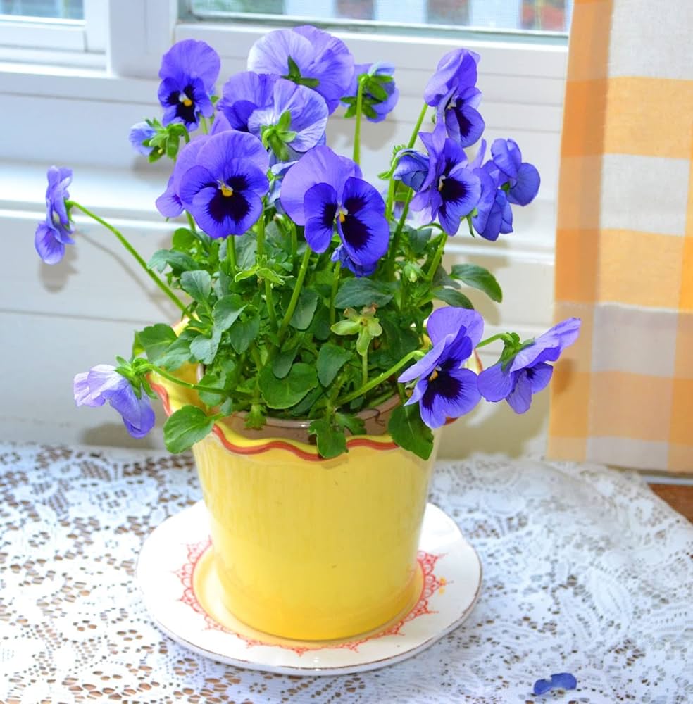 pansy viola flower seeds