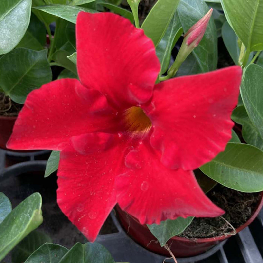 Red Dipladenia Flower Seeds – Heirloom Non-GMO High Germination Seeds for Planting