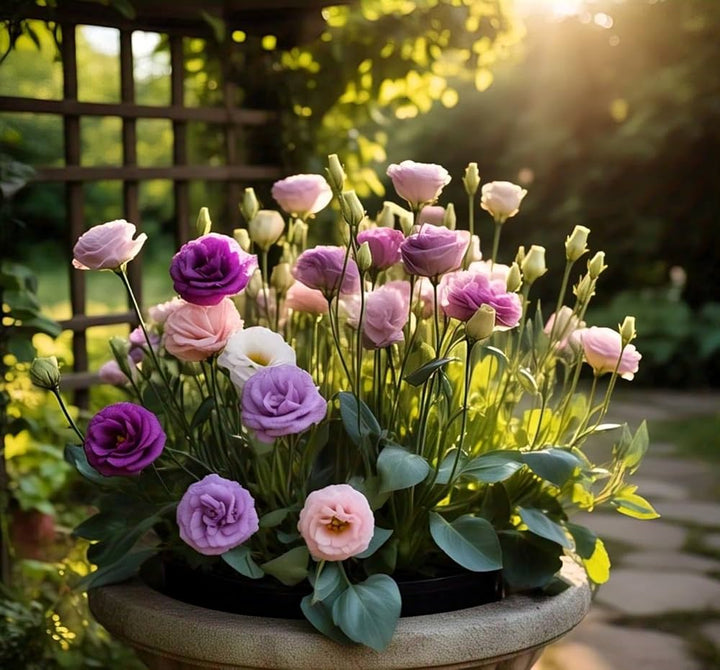 Mixed Eustoma Flower Seeds – Heirloom Non-GMO High Germination Seeds