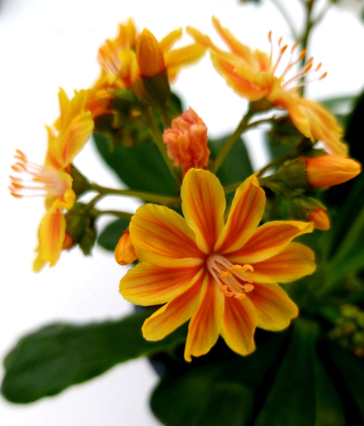 Yellow Orange Lewisia Flower Seeds – Heirloom, Non-GMO, High Germination Organic Seeds