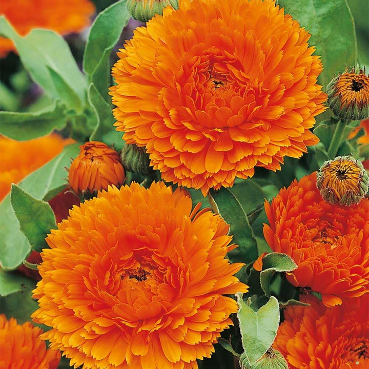Semillas de flores de caléndula officinalis naranjas – Semillas de jardín orgánicas de reliquia, no transgénicas y de alta germinación para sembrar