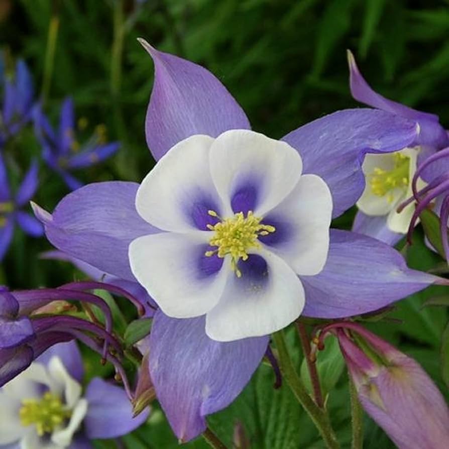 white white flower seeds
