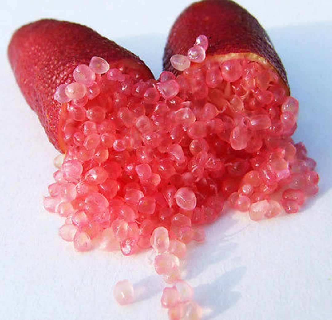 Finger Lime Seeds Red for Planting – Heirloom Non-GMO High Germination Organic Garden Seeds