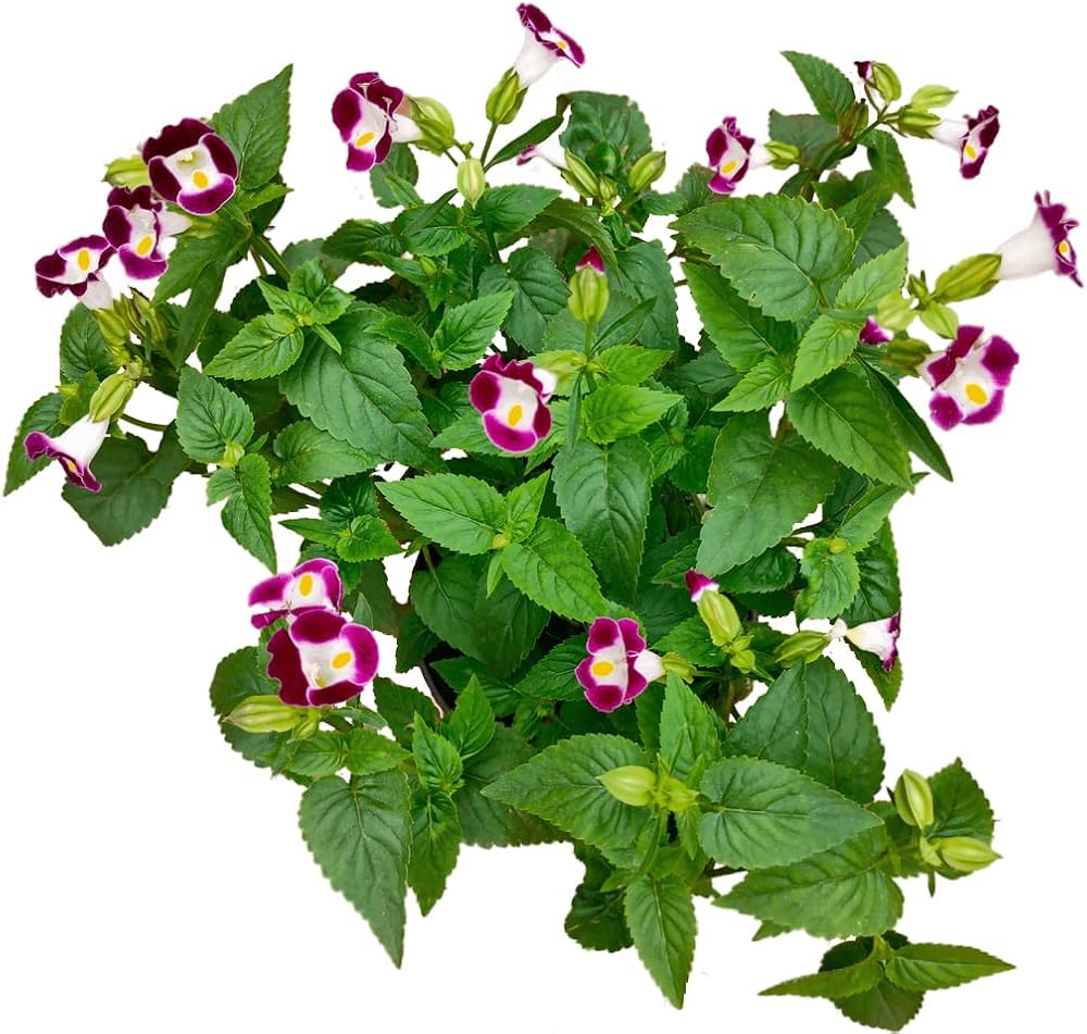 wishbone mixed flower seeds