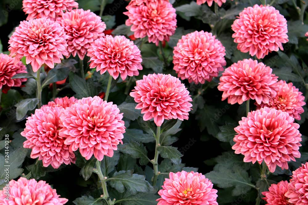 Marigold Flower Seeds Pink – Heirloom, Non-GMO, High Germination Seeds