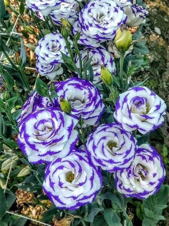 Semillas de flor de Lisianthus blanco violeta – Herencia, no transgénicas, de alta germinación