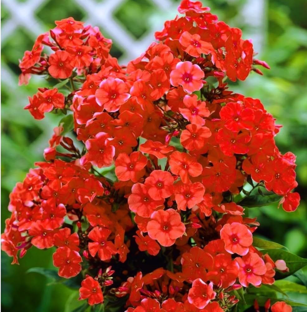 Fresh Red Phlox Flower Seeds – Heirloom Non-GMO High Germination Organic Garden Seeds