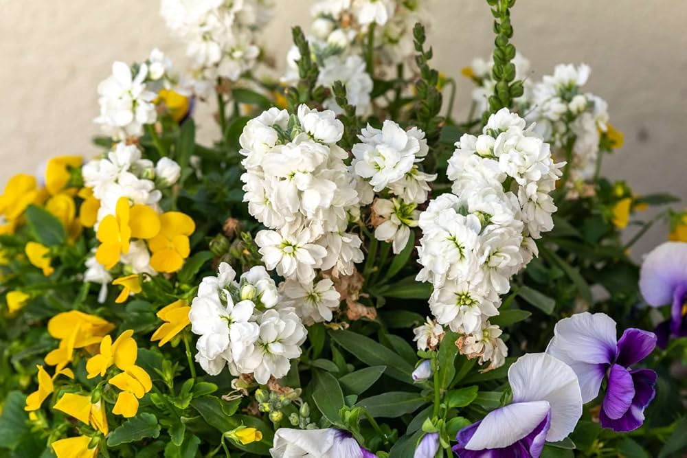 Matthiola Incana Flower Seeds Mixed – Heirloom, Non-GMO, High Germination Seeds