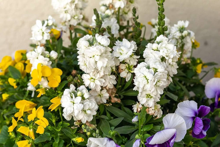Matthiola Incana Flower Seeds Mixed – Heirloom, Non-GMO, High Germination Seeds