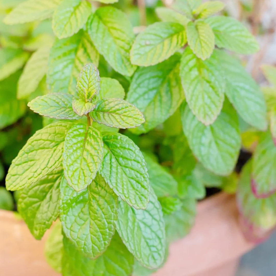 spearmint mentha flower seeds
