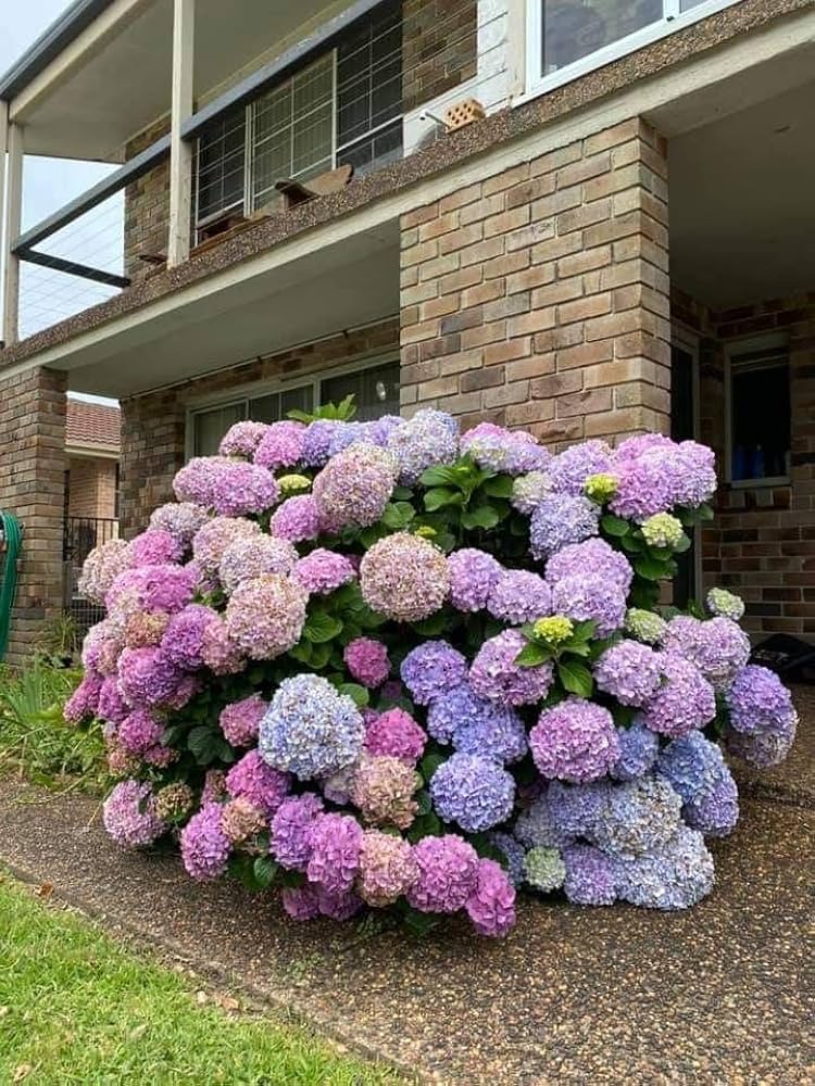 hydrangea flower flower seeds
