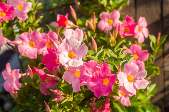 Semillas de flores mixtas de Mandevilla Sanderi – Herencia, no transgénicas, alta germinación