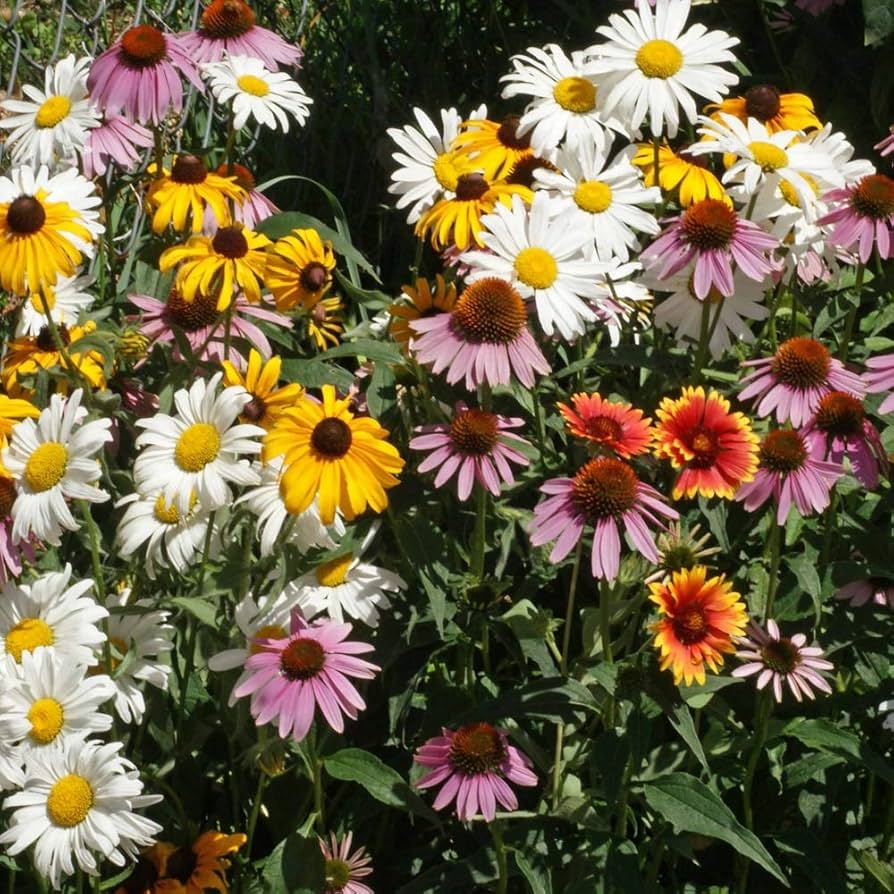 schmetterlings unkraut flower seeds