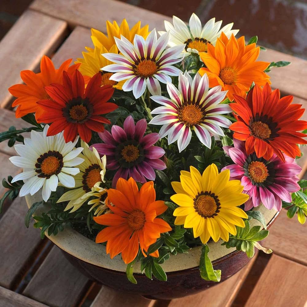 gazania mini flower seeds