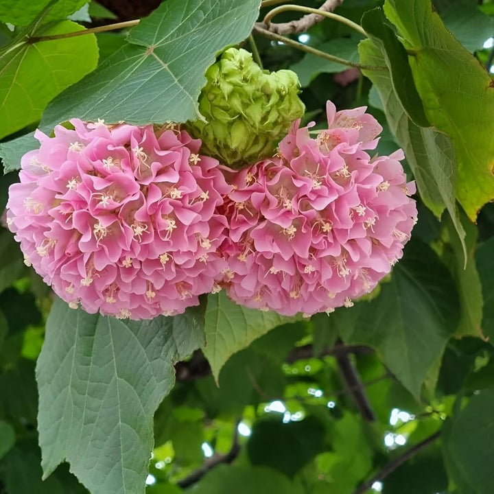 Dombeya Flower Seeds Pink – Heirloom Non-GMO High Germination Seeds for Planting