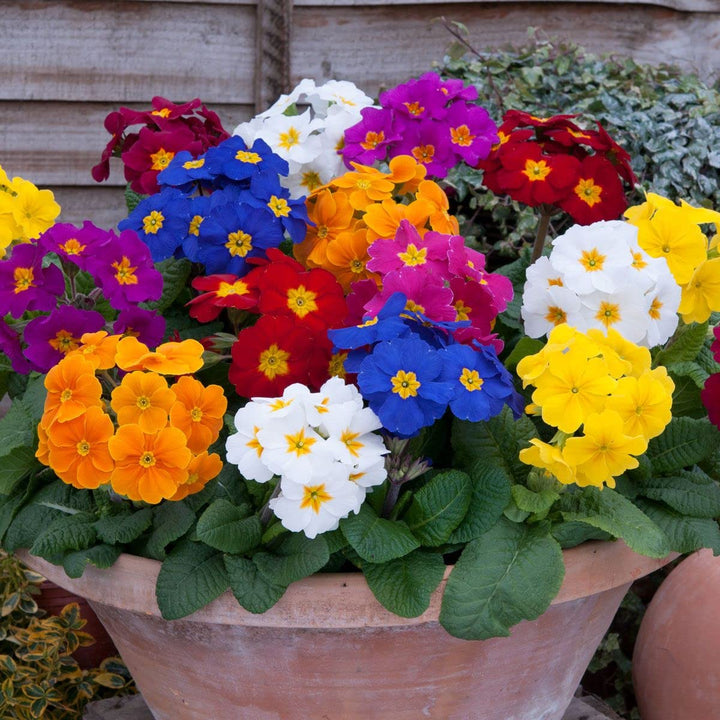 Mixed Polyanthus Primula Flower Seeds – Heirloom, Non-GMO, High Germination Seeds