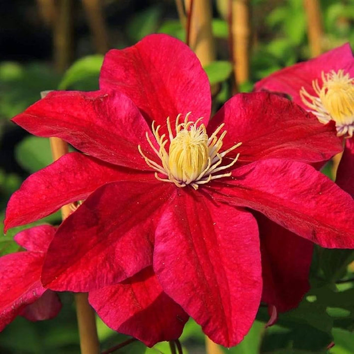 Red Clematis Flower Seeds – Heirloom Non-GMO High Germination Garden Seeds