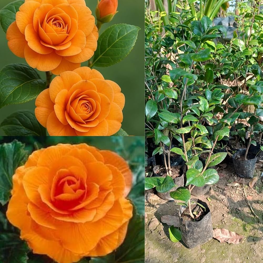 Camellia Flower Seeds Orange – Heirloom, Non-GMO, High Germination Seeds for Planting, Organic Garden Seeds