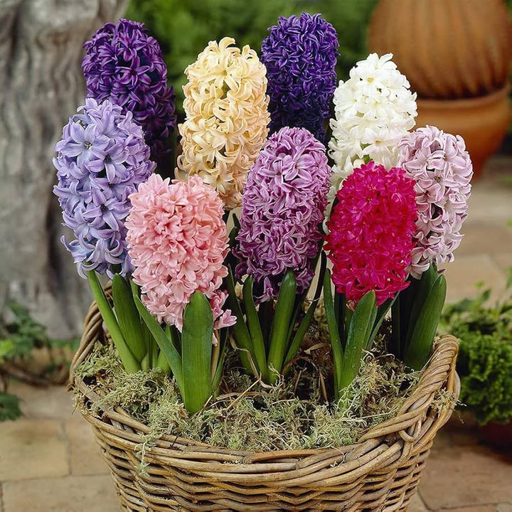 Hyacinth Flower Seeds Mixed – Heirloom, Non-GMO, High Germination Seeds