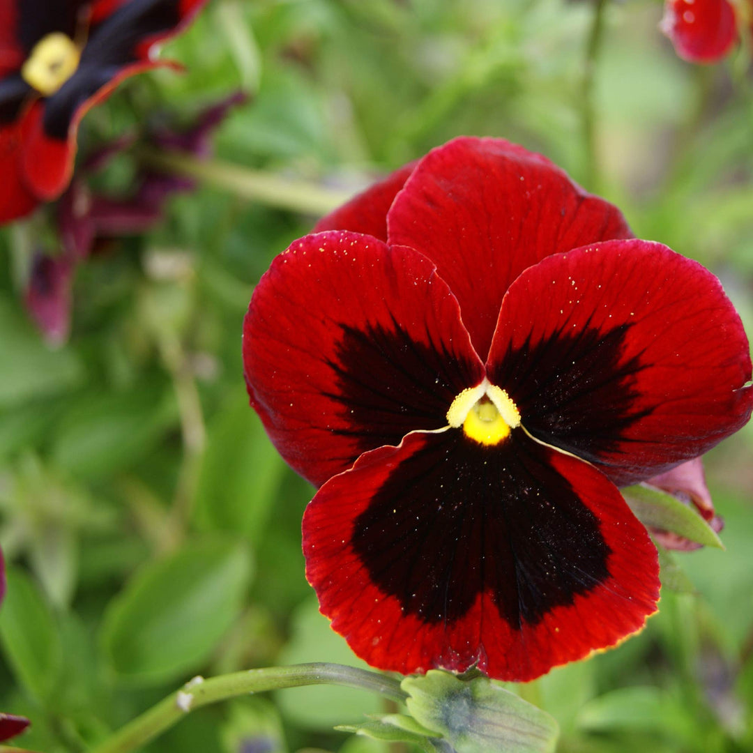 pansy viola flower seeds
