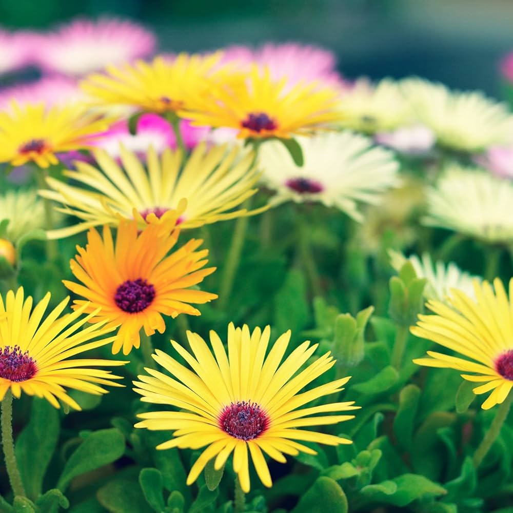 heirloom mongimbryanthemum flower seeds