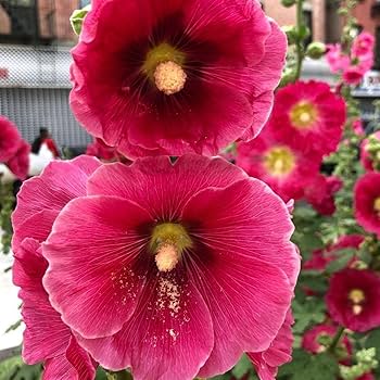 Deep Red Alcea Rosea Flower Seeds – Heirloom Non-GMO High Germination Seeds