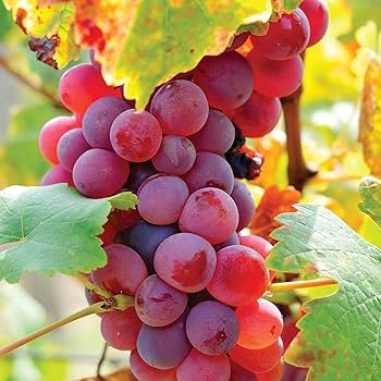 Violet Grapes Seeds for Growing Seeds for Planting Heirloom Non-GMO High Germination Organic Garden Seeds