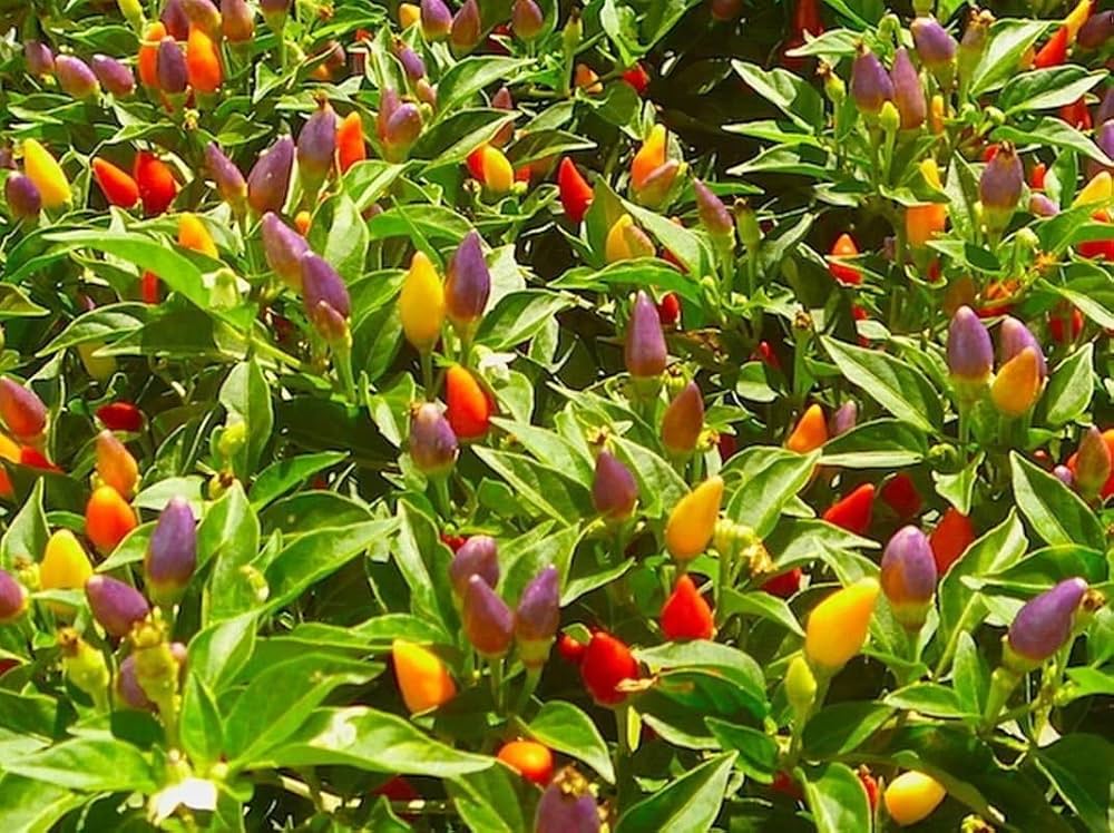 rainbow bell flower seeds