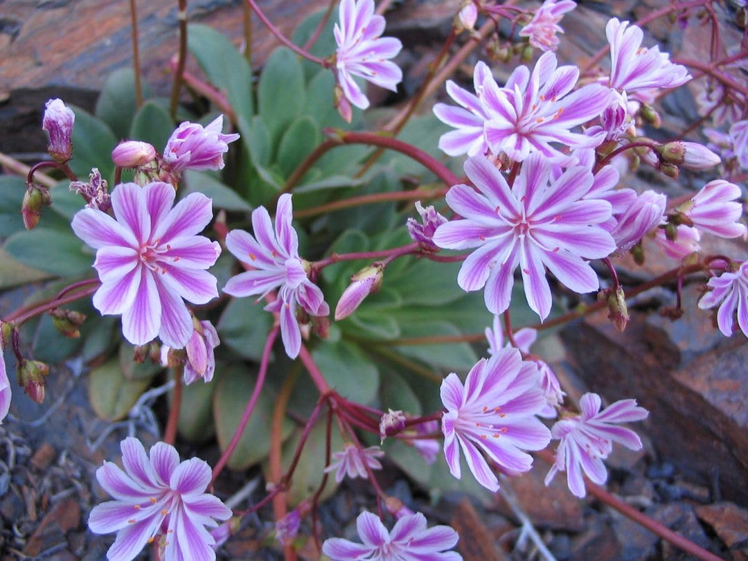 Lewisia Flower Seeds Purple – Heirloom, Non-GMO, High Germination Seeds