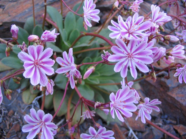 Lewisia Flower Seeds Purple – Heirloom, Non-GMO, High Germination Seeds