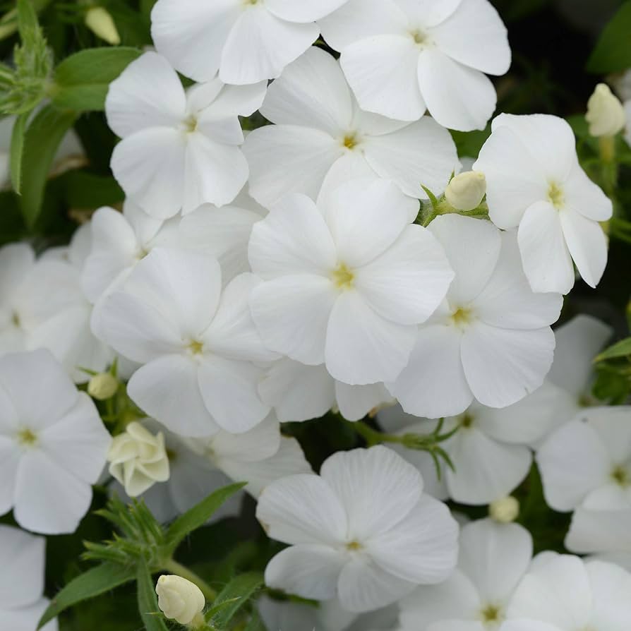 white bright flower seeds