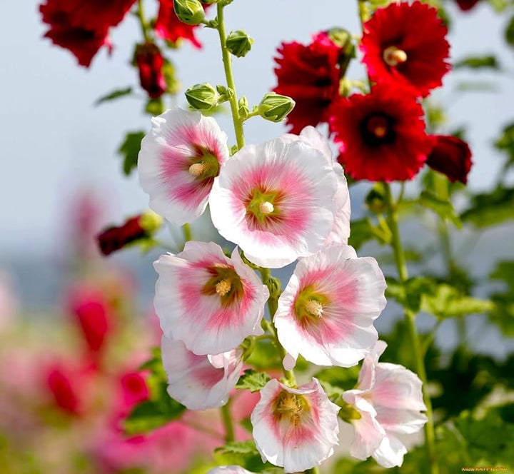 white white flower seeds