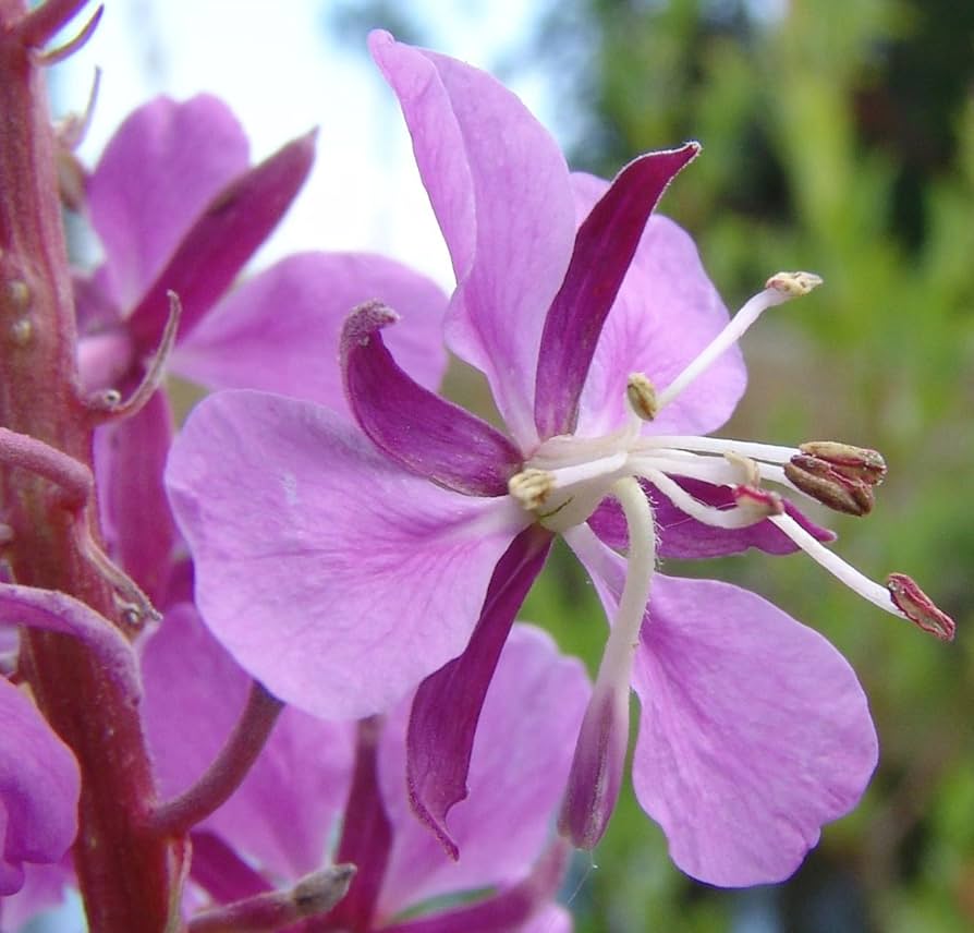Epilobium Angustifolium herb seeds