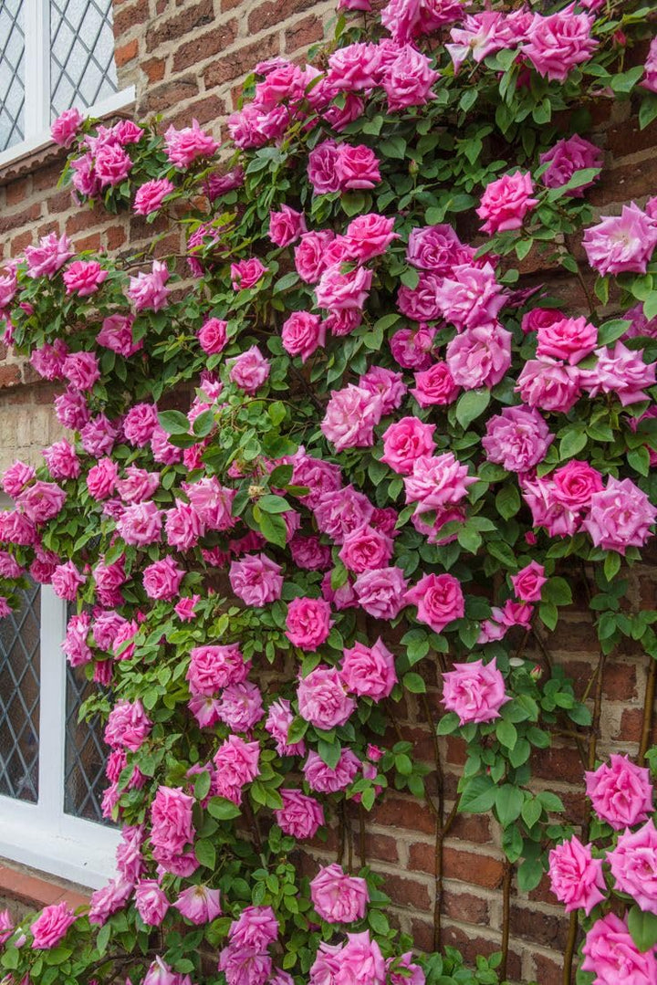 Semillas de rosa doble rosa para plantar – Herencia, no transgénicas, alta germinación