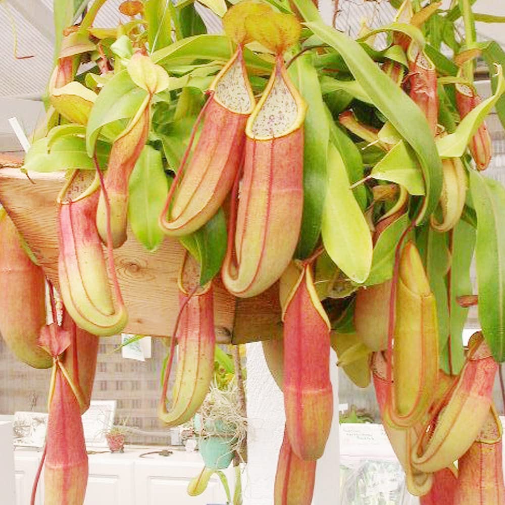 Nepenthes For herb seeds
