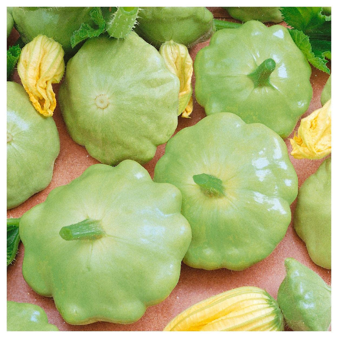 green bennings flower seeds