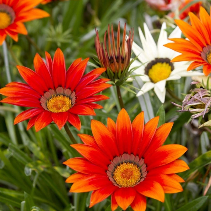 Gazania Flower Seeds for Planting