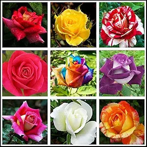 Rose Flower Seeds for Planting