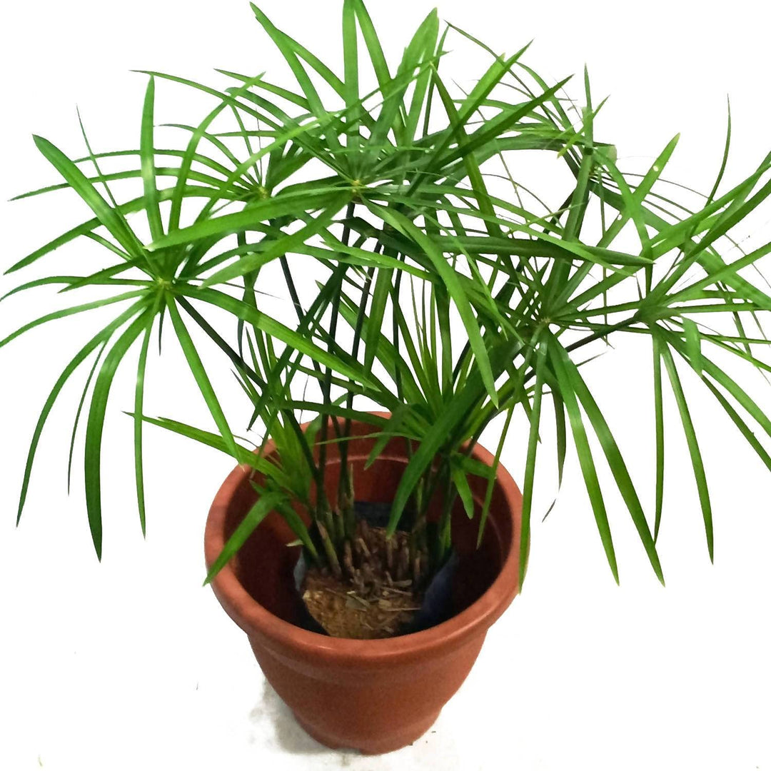 Green Cyperus herb seeds