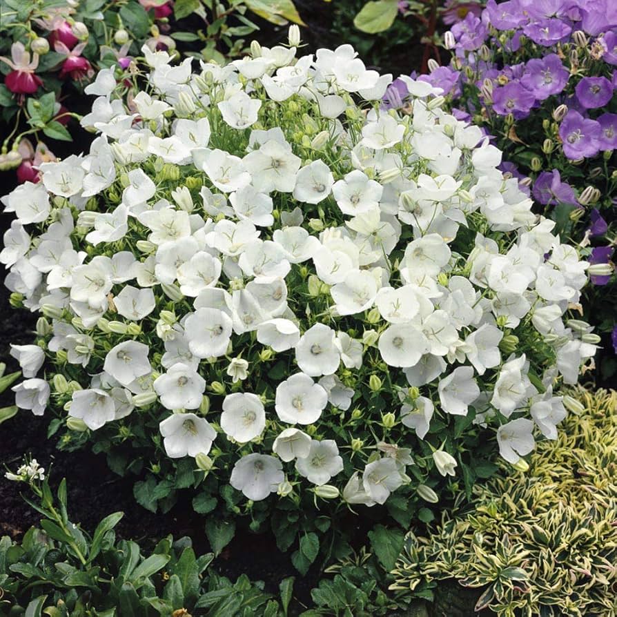 balkan bellflower flower seeds