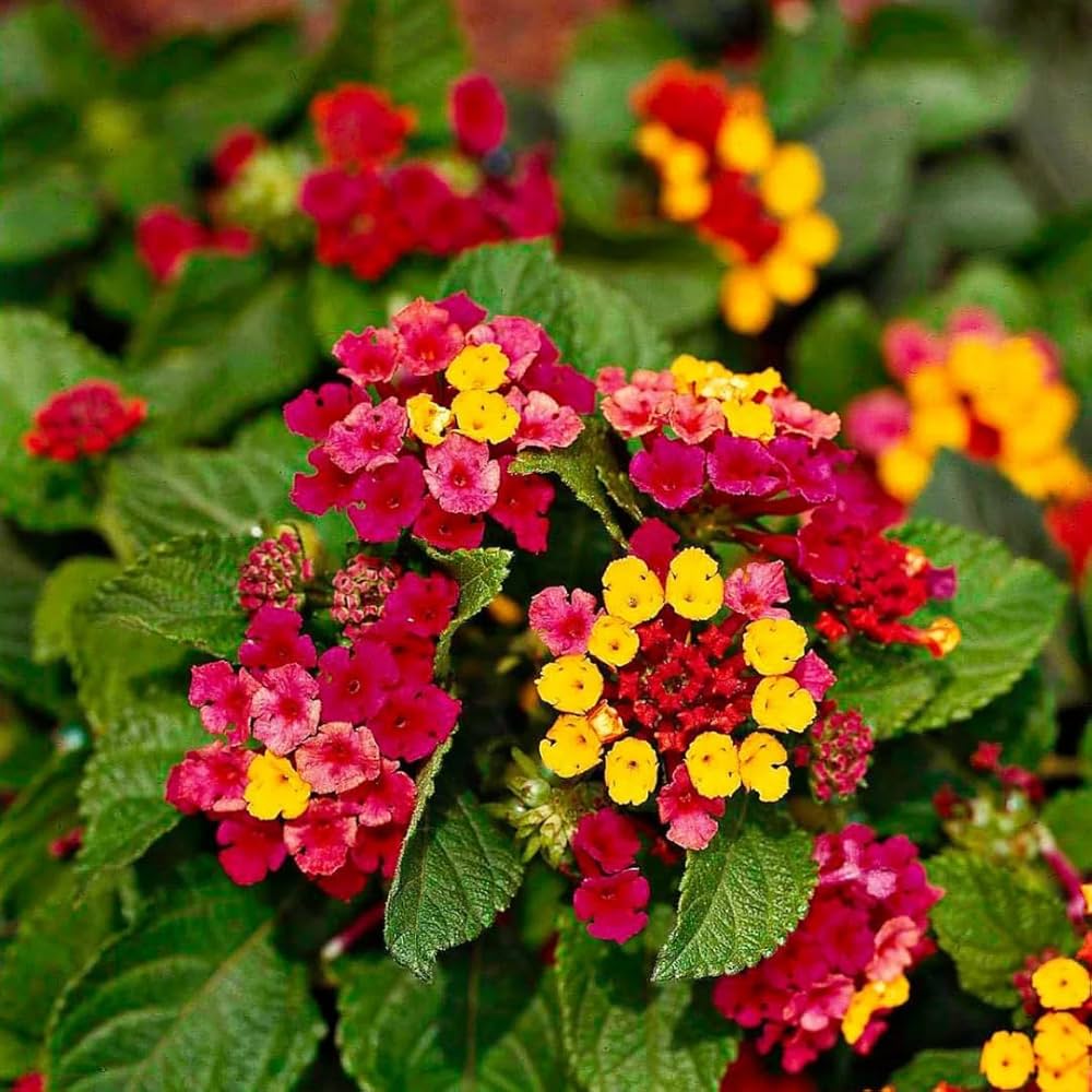 lantana camara flower seeds