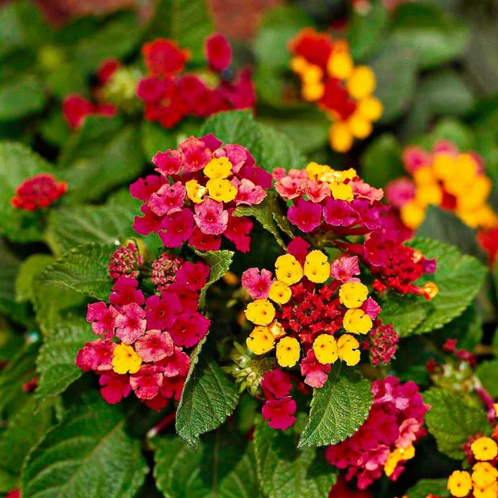Mixed Lantana Flower Seeds – Heirloom, Non-GMO, High Germination Seeds