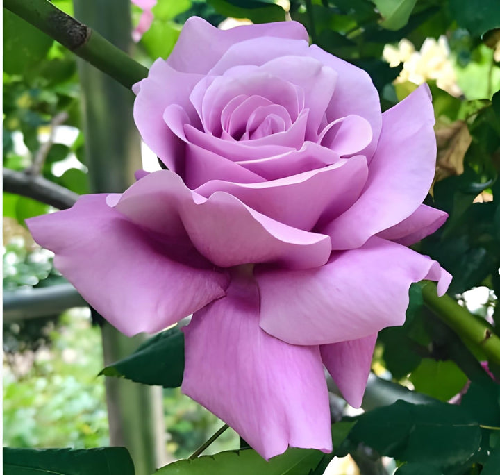 Giant Rose Lavender Flower Seeds for Planting – Heirloom Non-GMO Seeds