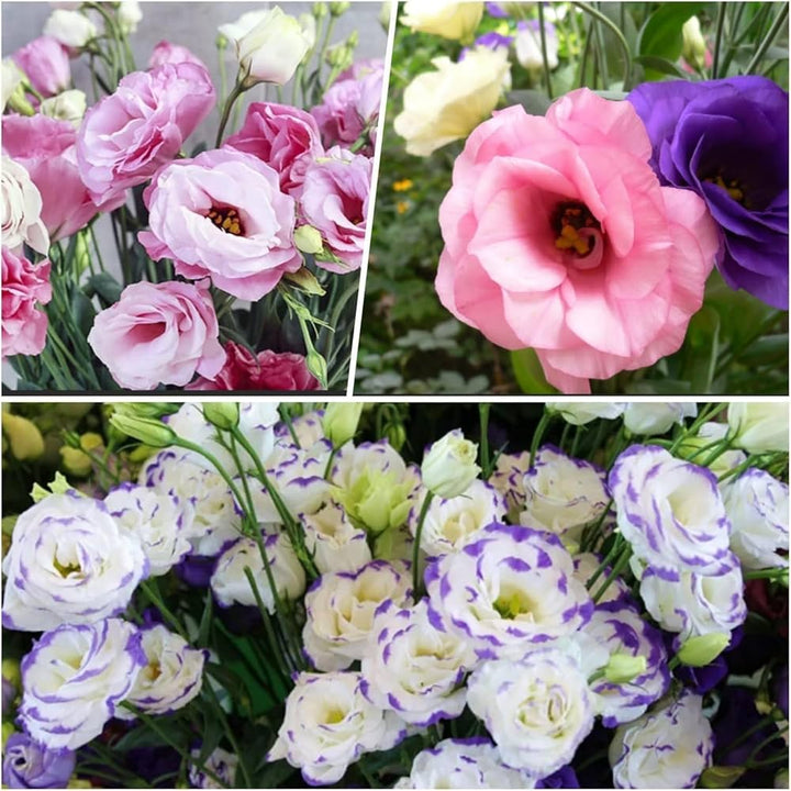 Lisianthus Flower Seeds Mixed – Heirloom, Non-GMO, High Germination Seeds
