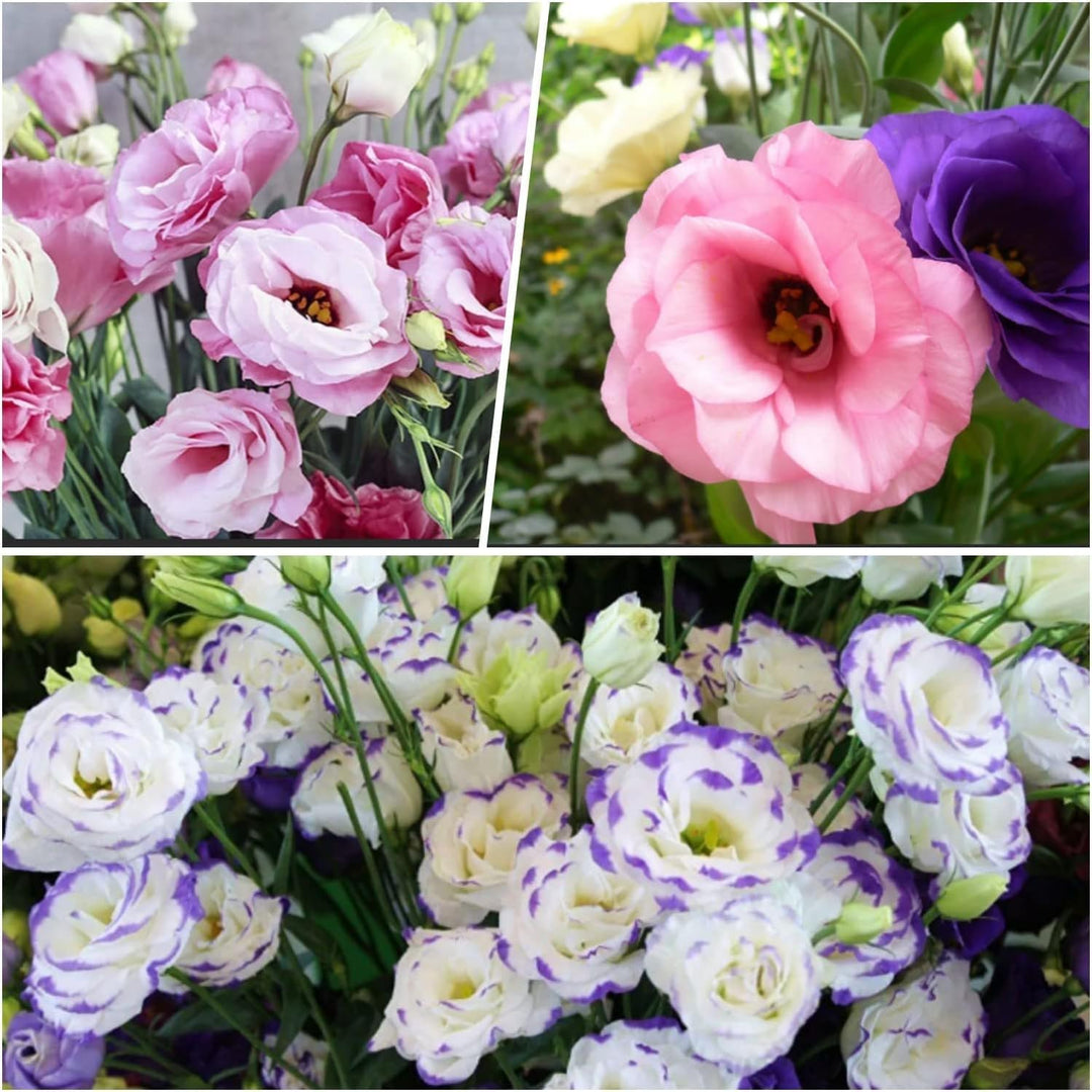 Mixed Eustoma Flower Seeds – Heirloom, Non-GMO, High Germination Garden Seeds