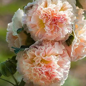 red pink flower seeds