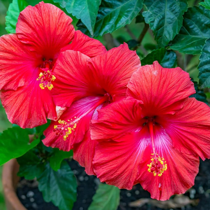 Hibiscus Flower Seeds Red – Heirloom, Non-GMO, High Germination Seeds