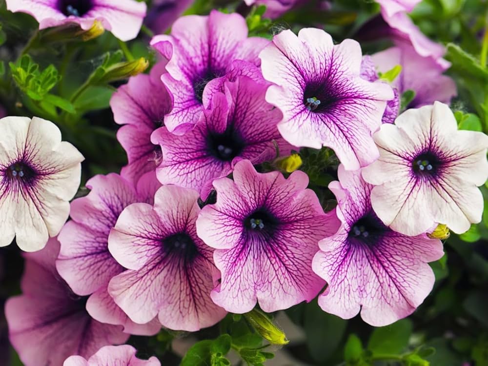 violet purple flower seeds